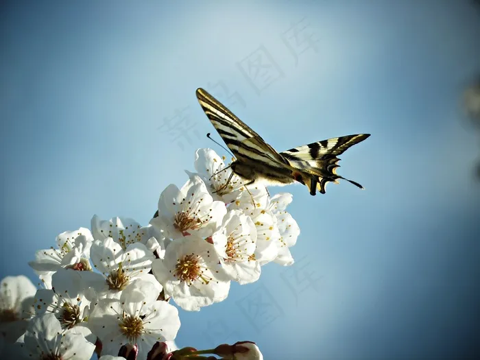 帝王蝶，蝴蝶，花，花蜜，自然