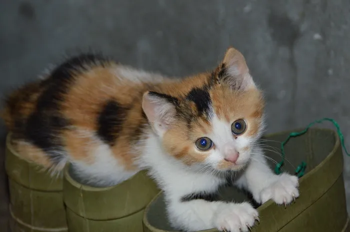 猫，Mieze，顽皮，可爱的猫，鞋子，猫的眼睛