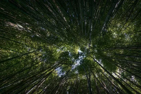 森林,树木,观点,自然,绿色,环境 森林,树木,观点,自然,绿色,环境