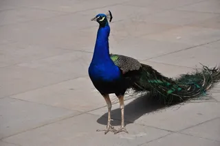 华沙，波兰，公园Łazienkowski，皇家浴室