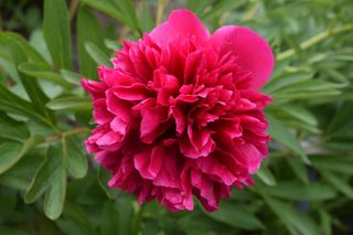 牡丹，花，粉红色