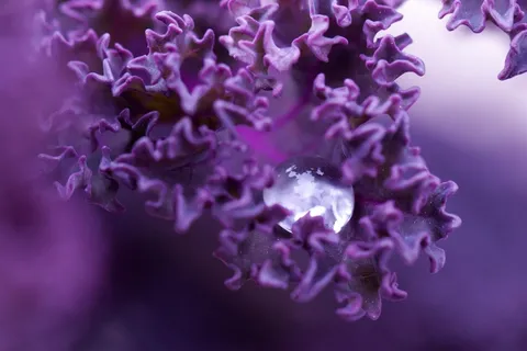 水滴,植物,植物区系,叶子,液体,性质,宏 水滴,植物,植物区系,叶子,液体,性质,宏