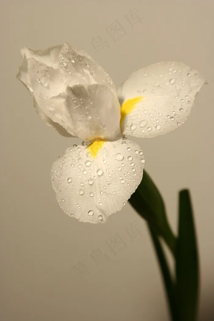 水仙，白，花，鲜花，芽