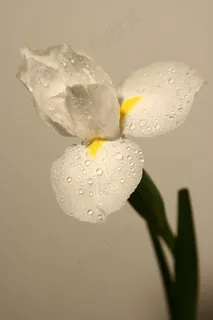 水仙，白，花，鲜花，芽