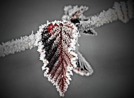 叶子,弗罗斯特,树,雪,冬天,白,冻结的叶子 叶子,弗罗斯特,树,雪,冬天,白,冻结的叶子