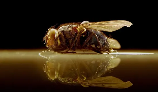 昆虫，飞，自然，动物，关闭