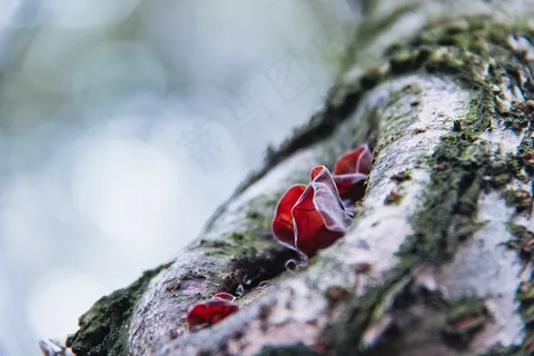 空心，野生，春季，木耳