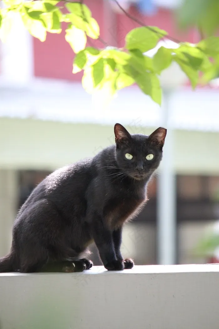 黑色，猫，坐，一个人，动物，哺乳动物，野生动物