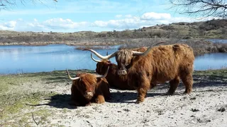 高地人，沙丘，春天，自然，荷兰风景