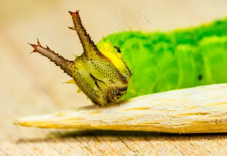 卡特彼勒，绿色，头，角，详细信息，宏，动物