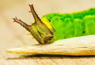 卡特彼勒，绿色，头，角，详细信息，宏，动物