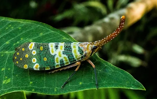 蝉,蝉,昆虫,长鼻 蝉,蝉,昆虫,长鼻
