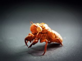 摘要，年龄，动物，动物界，天线，背景