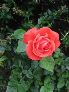 红色，玫瑰，花，性质，爱情，玫瑰花蕾，甜心