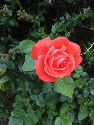 红色，玫瑰，花，性质，爱情，玫瑰花蕾，甜心