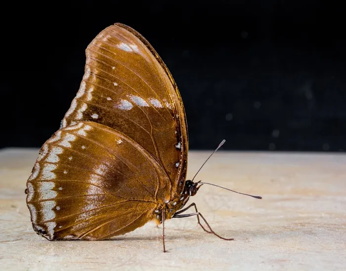 蝴蝶，昆虫，关闭