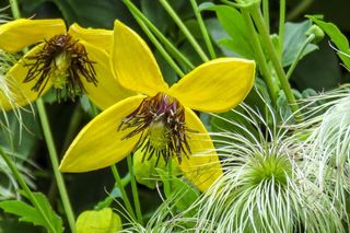铁线莲，黄色，花，特写，漂亮