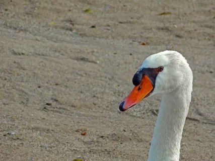 天鹅，疣鼻天鹅，脖子，条例草案，海滩，鸟，水禽