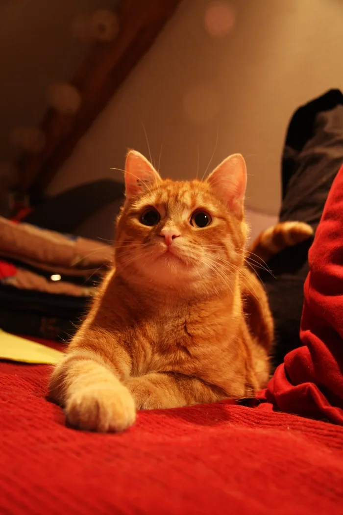 猫，Roux，说谎，沙发，大花猫，腿，平底锅
