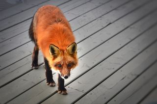 赤狐，野生动物，自然，魁北克
