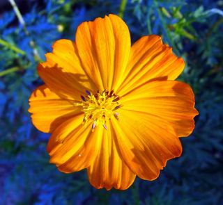 宇宙，金，花，宏，卡纳塔克邦，印度