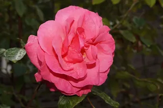 玫瑰，开花，花，粉红色，嫩，宏