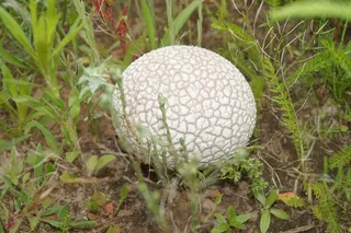 蘑菇，自然，食品，新鲜，森林，秋季