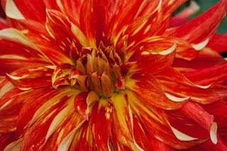 大丽花，大丽花，地热，植物，复合材料，红色