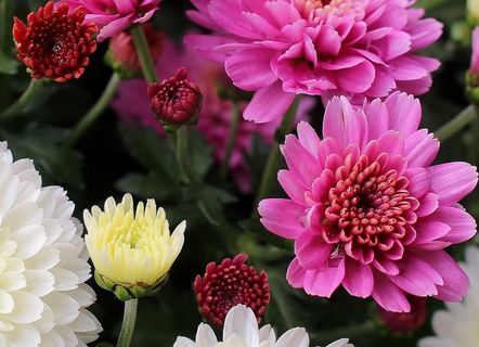 翠菊，花，多彩，花序