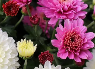 翠菊，花，多彩，花序