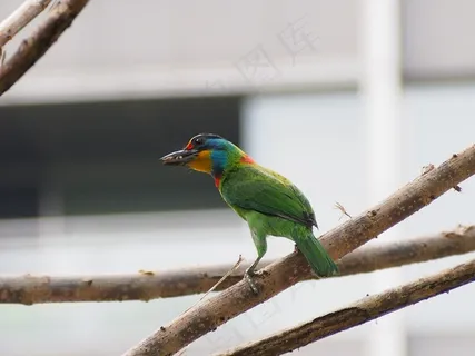 有色鸟，和尚，亲鸟，归巢