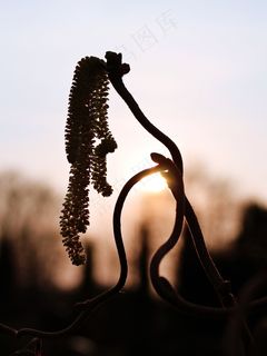 植物，太阳，春天，性质，背光，鲜花