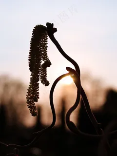 植物，太阳，春天，性质，背光，鲜花