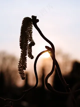 植物，太阳，春天，性质，背光，鲜花