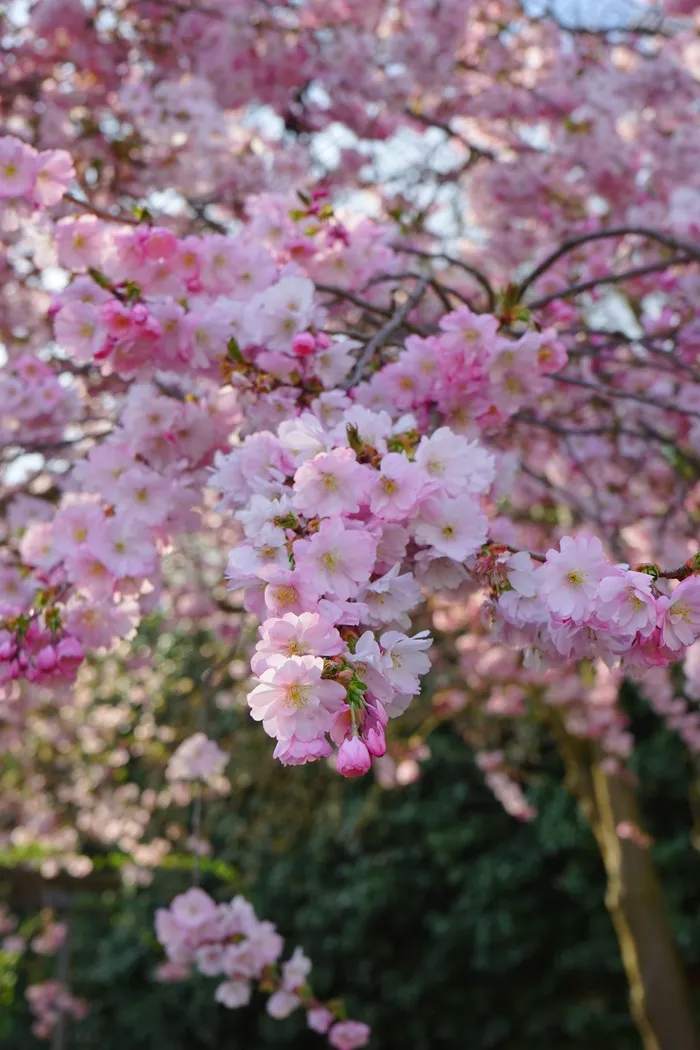 日本樱花树，花，粉红色，路