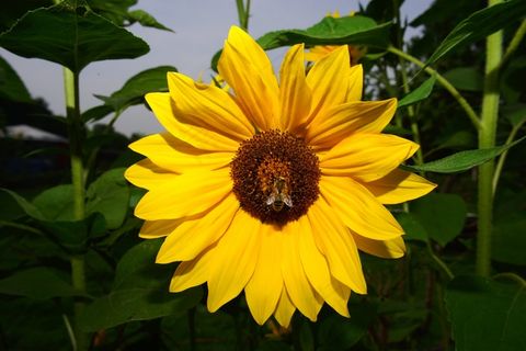 花，开花，太阳花，黄色，自然