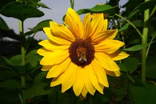 花，开花，太阳花，黄色，自然