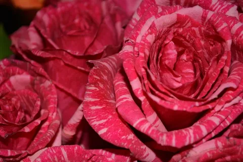 花的，植物，自然，开花，花瓣