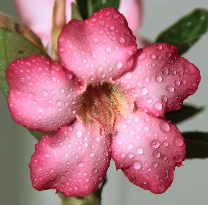 花卉，粉红色的，滴眼液，雨，宏，漂亮，植物，紫