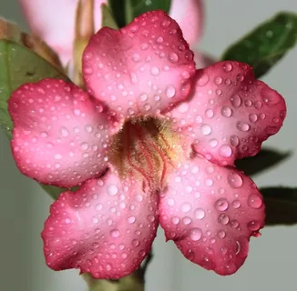 花卉,粉红色的,滴眼液,雨,宏,漂亮,植物,紫 花卉,粉红色的,滴眼液,雨,宏,漂亮,植物,紫