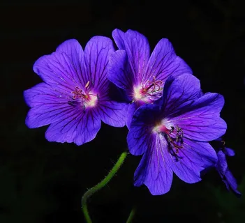 花,鲜花,蓝色,关闭,颜色,背光 花,鲜花,蓝色,关闭,颜色,背光