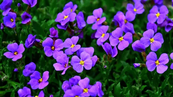 Pázsitviola,花,蓝色 Pázsitviola,花,蓝色