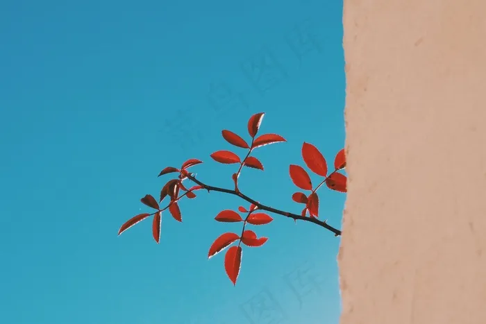 嫩枝，枝杈，树，性质，植物，寻找，结束，白