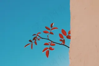 嫩枝，枝杈，树，性质，植物，寻找，结束，白