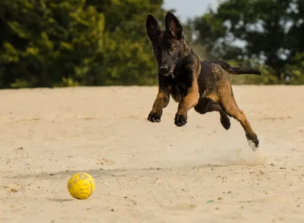 玛利诺犬,狗,比利时牧羊犬,球 玛利诺犬,狗,比利时牧羊犬,球