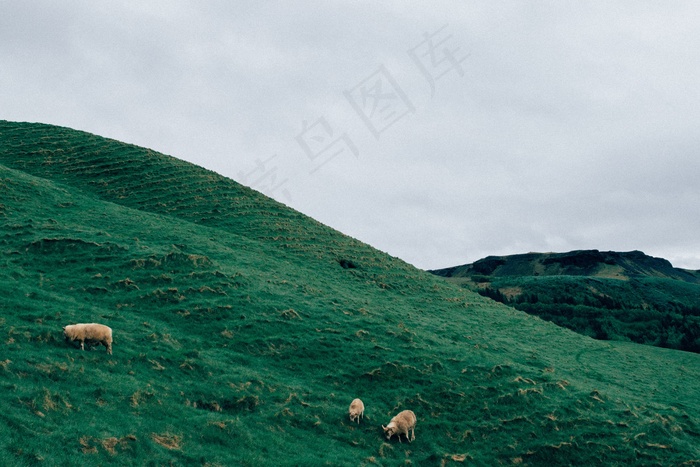 壁纸,江河,自然风景,海洋,防晒网,羊群