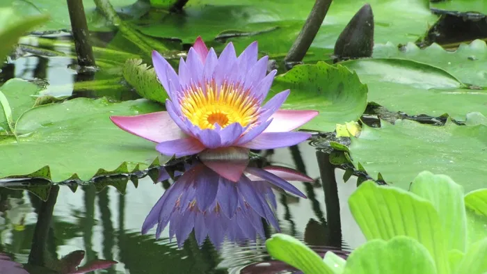 莲花，花，睡莲，水生植物