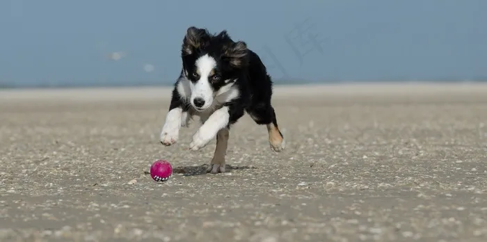 年轻的边境牧羊犬，海滩上的狗，夏天，带球