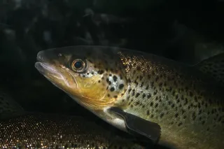 鳟鱼，鱼，水族馆，海鲜，新鲜，海洋，河
