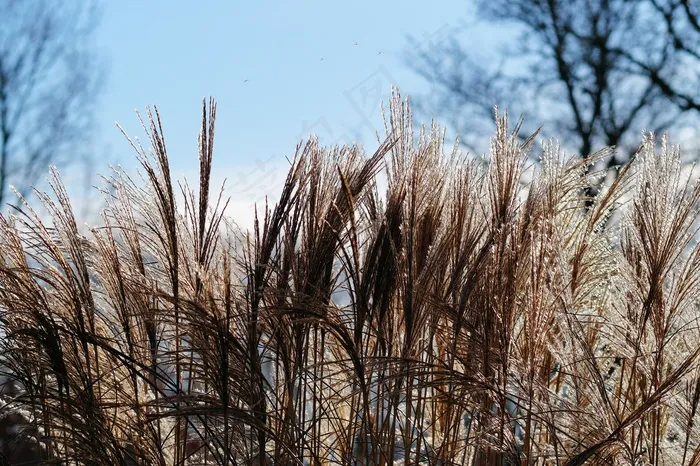 草，芦苇，植物，自然，银色，花园，软